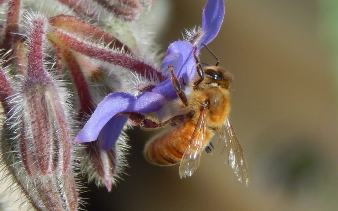 Colorado Bees Website Launch